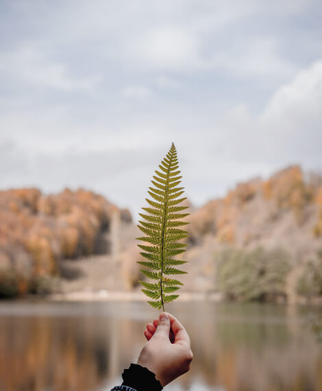 leaf-1.jpg